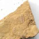 Cambrian fossil Trilobite unknown ,very cool ##a22