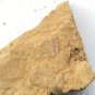 Cambrian fossil Trilobite unknown ,very cool ##a22