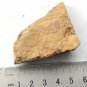 Cambrian fossil Trilobite unknown ,very cool ##a22