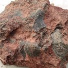 #Ordovician fossil shell, teaching,very cool  ##a23
