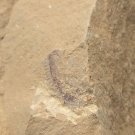 Cambrian fossil unknown ,very cool ##a24