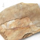 Fossil fish,teaching,collection,very nice,very cool  ##a28
