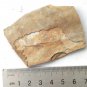 Fossil fish,teaching,collection,very nice,very cool ##a28