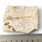 Fossil fish,teaching,collection,very nice,very cool  ##a29