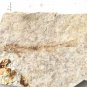 Fossil fish,teaching,collection,very nice,very cool ##a29