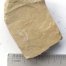 Cambrian fossil unknown ,very cool ##a31