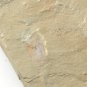 Cambrian fossil unknown ,very cool ##a31