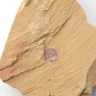 Cambrian fossil Heliomedusa orienta , professional teaching ##a32