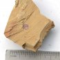 Cambrian fossil Heliomedusa orienta , professional teaching ##a32