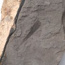 Ediacara Biota fossil unknown creature ,teaching. ##a34