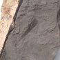 Ediacara Biota fossil unknown creature ,teaching. ##a34