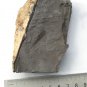 Ediacara Biota fossil unknown creature ,teaching. ##a34