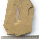 Cambrian fossil unknown ,very cool ##a35