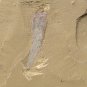 Cambrian fossil unknown ,very cool ##a35