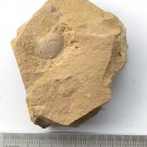 Cambrian fossil unknown ,very cool ##a36