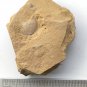 Cambrian fossil unknown ,very cool ##a36