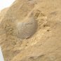 Cambrian fossil unknown ,very cool ##a36