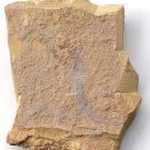 Cambrian fossil seaweed,very cool ##a37