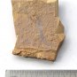 Cambrian fossil seaweed,very cool ##a37