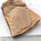 Cambrian fossil seaweed,very cool ##a38