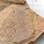 Cambrian fossil seaweed,very cool ##a38