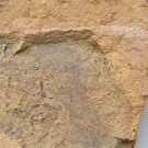 Cambrian fossil seaweed,very cool ##a39