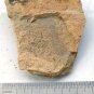 Cambrian fossil seaweed,very cool ##a39