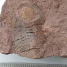 #Ordovician fossil trilobite unknown, teaching,very cool  ##a39
