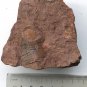 #Ordovician fossil trilobite unknown, teaching,very cool ##a39