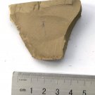 Cambrian fossil shell , professional teaching ##a40