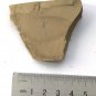 Cambrian fossil shell , professional teaching ##a40