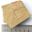 Cambrian fossil unknown ,very cool ##a41