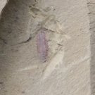 Cambrian fossil Leanchoilia illecebrosa , professional teaching ##a42