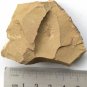 Cambrian fossil Leanchoilia illecebrosa , professional teaching ##a42