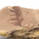 Plants fossil from Oligocene, very nice,very cool ##a43