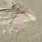 Cambrian fossil Naraoia spinosa , professional teaching ##a44