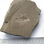 Cambrian fossil Naraoia spinosa , professional teaching ##a44