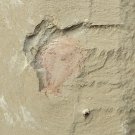 Cambrian fossil Naraoia spinosa , professional teaching ##a45