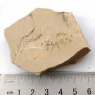 Cambrian fossil Leanchoilia illecebrosa , professional teaching ##a47