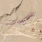 Cambrian fossil Leanchoilia illecebrosa , professional teaching ##a47