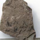 Ediacara Biota fossil unknown creature ,teaching. ##a49