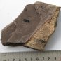 Ediacara Biota fossil unknown creature ,teaching. ##a49