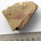 Cambrian fossil  Isopyx curvirostratus  , professional teaching ##a52