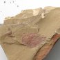 Cambrian fossil Isopyx curvirostratus , professional teaching ##a52