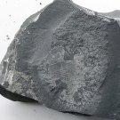 #Cambrian fossil Trilobite Malungia laevigata ,very cool ##a53