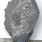 #Cambrian fossil Trilobite Malungia laevigata ,very cool ##a54