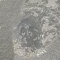#Cambrian fossil Trilobite Malungia laevigata ,very cool ##a54