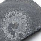#Cambrian fossil Trilobite Malungia laevigata ,very cool ##a55