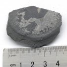 #Cambrian fossil Trilobite Malungia laevigata ,very cool ##a56