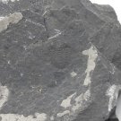 #Cambrian fossil Trilobite Malungia laevigata ,very cool ##a57